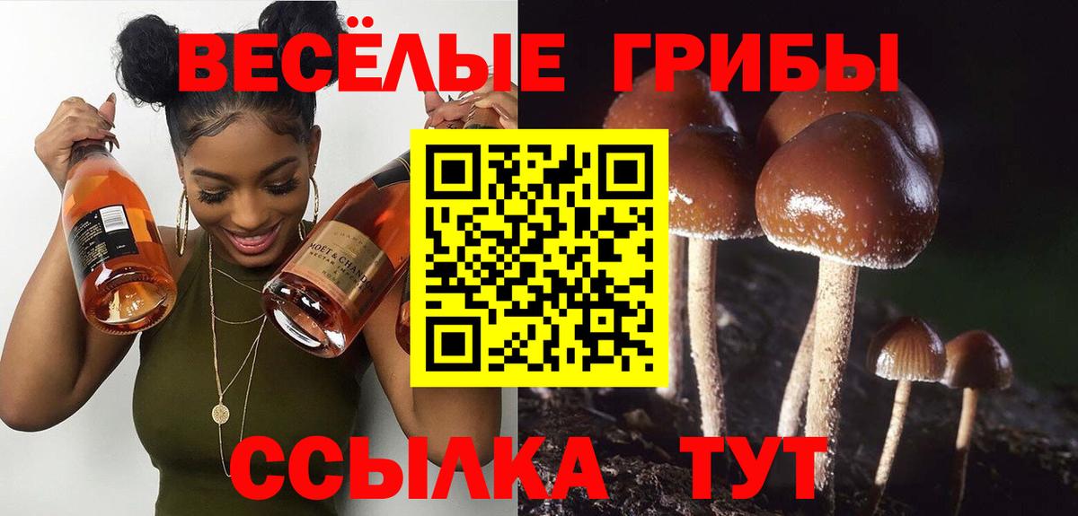 цены наркотик  Вход с VPN  Алексеевка  Псилоцибиновые грибы мицелий 